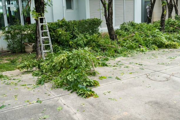 Long Neck, DE  Tree Services Company